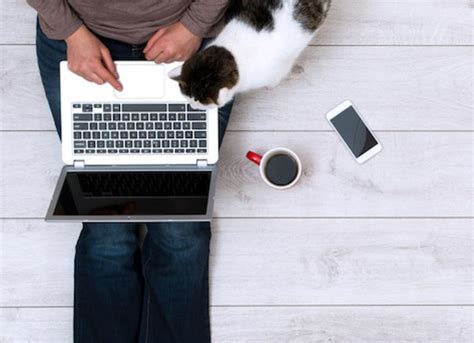 Is Software Engineer a Good Career? And Why Do Cats Love Keyboards?