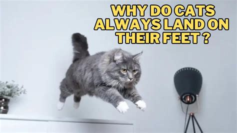 What's the Easiest Programming Language to Learn? And Why Do Cats Always Land on Their Feet?