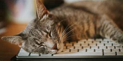 Why Won't a Website Load, and Why Do Cats Always Sit on Keyboards?